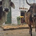 Holy Cow in India